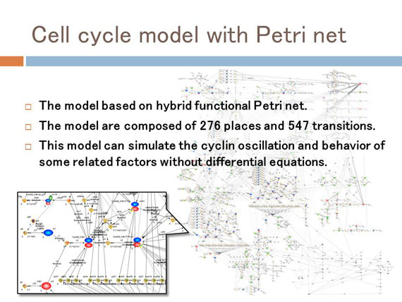 The model which are composed of 276 places and 547 transitions based on hybrid functional Petri net. This model can simulate the cyclin oscillation and behavior of some related factors without differential equations.