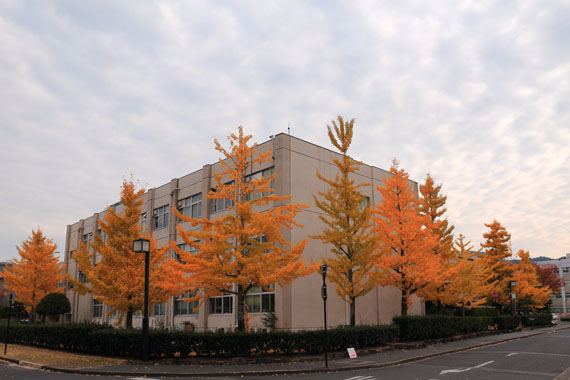 We can see a lot of colored leaves in our campus in autumn.