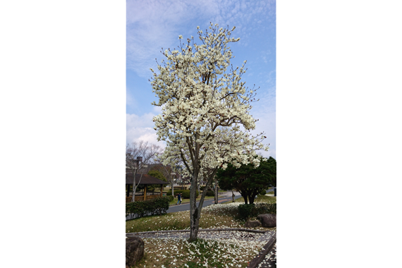 We can see a lot of white Magnolia in our campus in early spring.