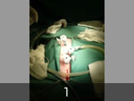 雌犬の内視鏡下避妊手術1