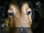 リンパ腫で眼が開きにくくなった犬