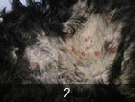 皮膚病変を主訴に来院した皮膚型リンパ腫の犬